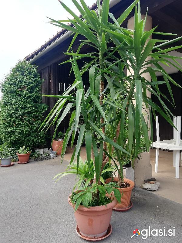 Drevo zivljenja yucca