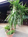 Drevo zivljenja yucca