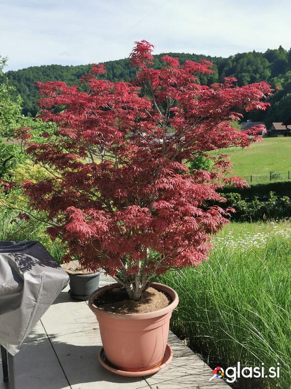 JAPONSKI JAVOR Acer palmatum atropurpureum, v = cca 180cm