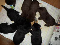 Labrador retrevier