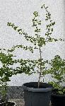 Ginko  (90-130cm)