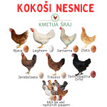KOKOŠI NESNICE