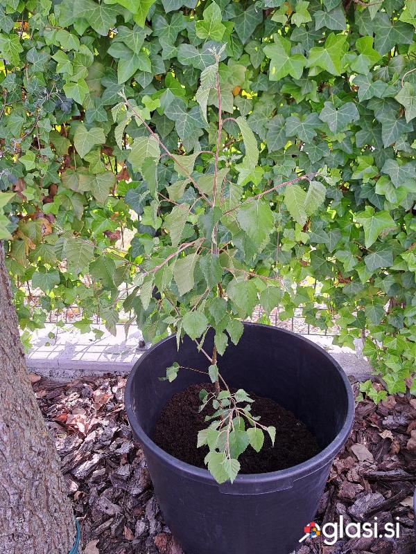 Mlada breza Betula pendula