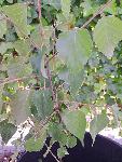 Mlada breza Betula pendula