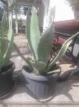 Agave v loncu