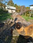 Hlod oreha z korenino očiščeno
