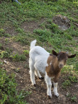 Prodam mini kozlička