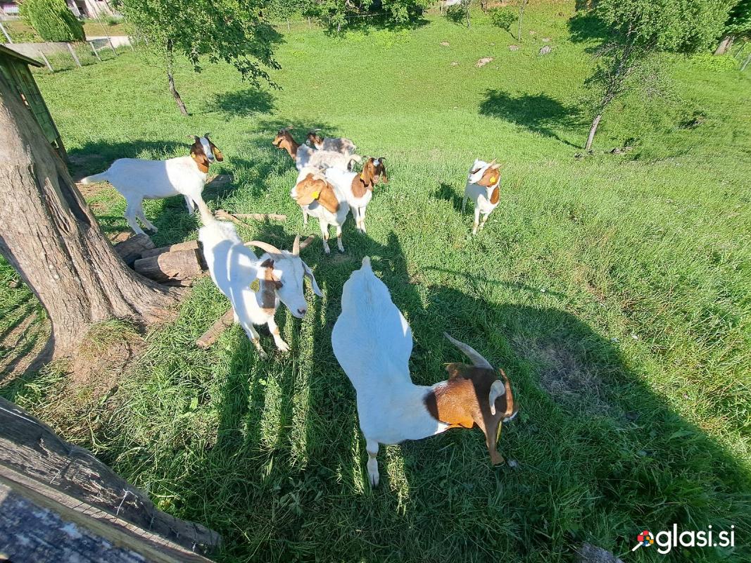 Burske koze