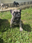 Francoski Buldog