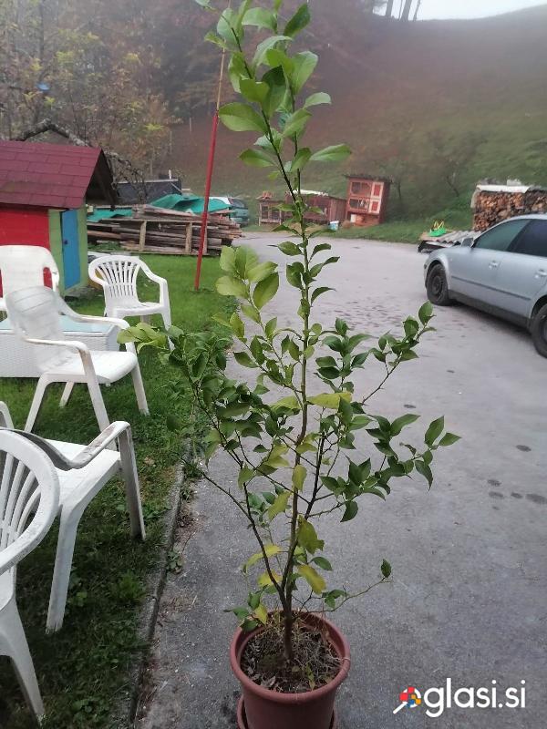 Prodam sadike limone
