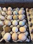 Piščanci olive egger