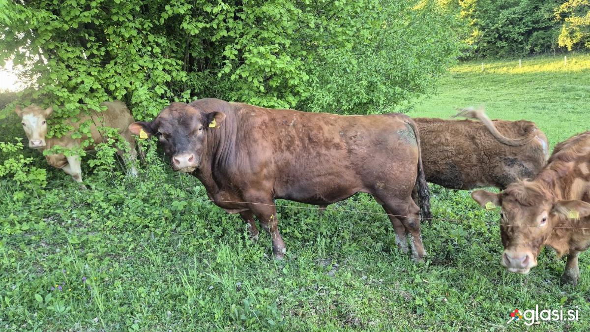 BIK RDECI ANGUS