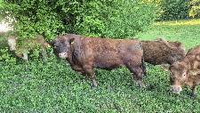 BIK RDECI ANGUS