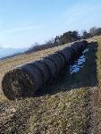 Prodam okrogle bale steljo 35 okroglih bal fi 140cm