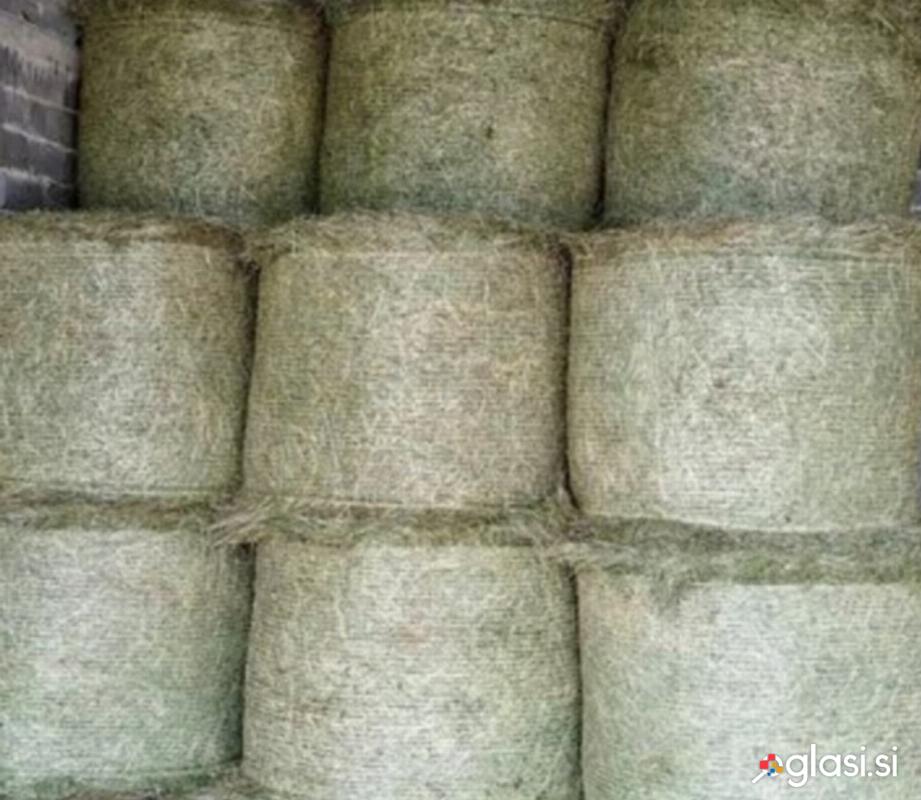 Suhe bale sena
