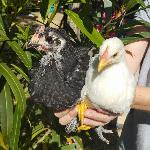 Australorp in New Hampshire