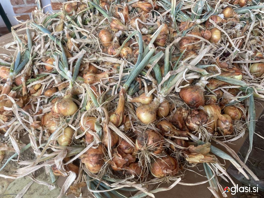 Čebula rumena in rdeča