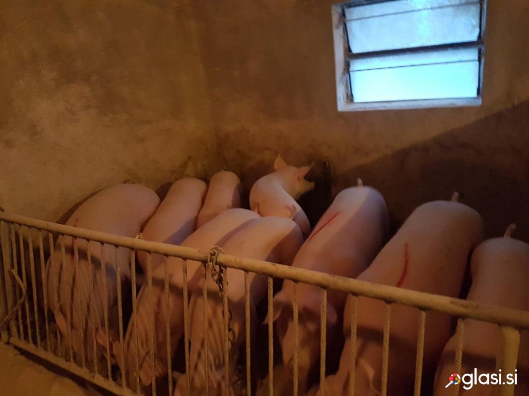 Prašiči, svinje-zelo mesnate pasme, cca. 120- 200kg