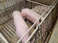 Prašiči, svinje-zelo mesnate pasme, cca. 120- 200kg