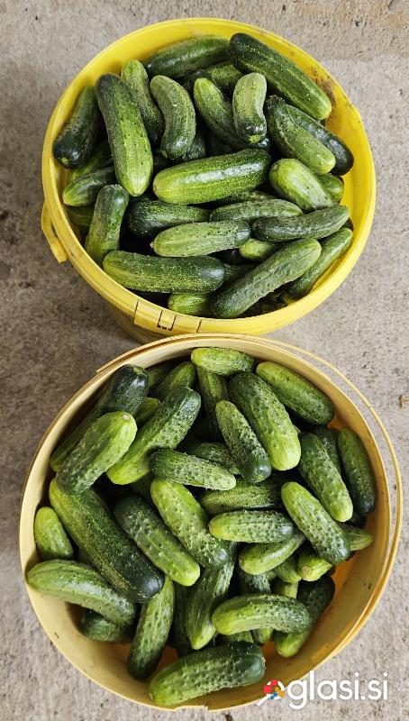 DOMAČE KUMARE ZA VLAGANJE