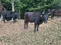 Telica wagyu/cb