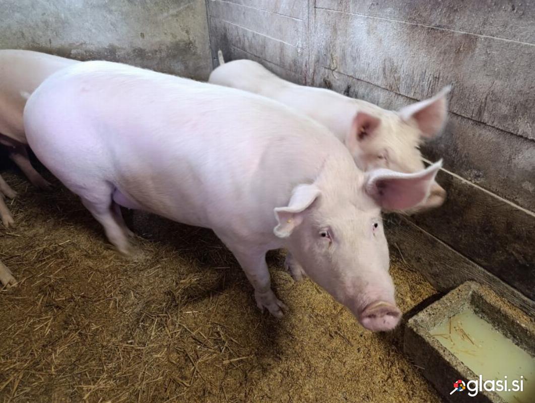 Prodam svinje domače reje od 60-140 kg