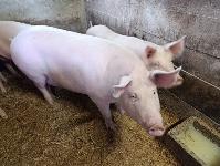 Prodam svinje domače reje od 60-140 kg