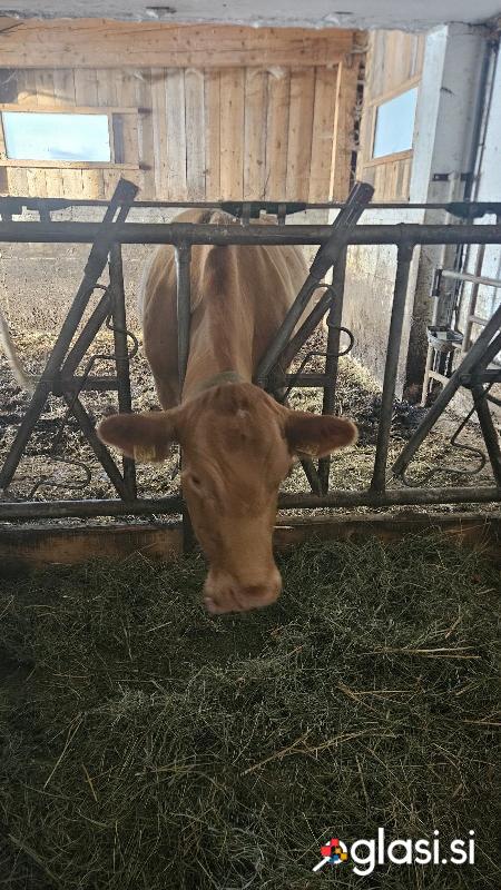 Prodam kravo ekološke pašne reje s teličkom