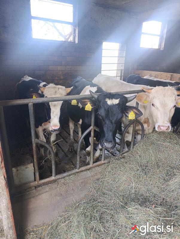 Prodam 4 komade črno belih bikov.300kg