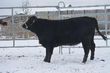 Aberdeen Angus telica