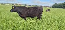 Aberdeen Angus krava s teletom