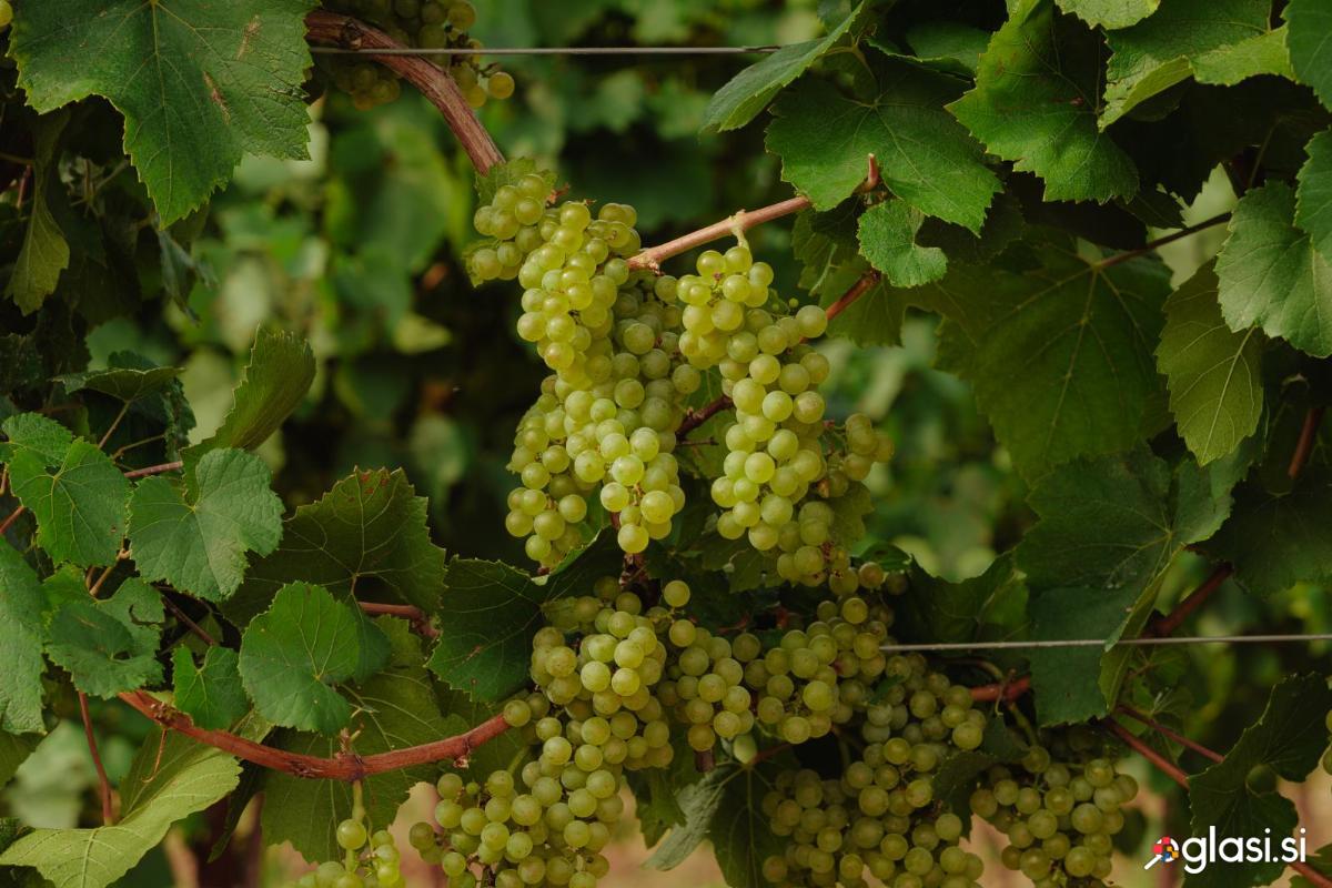 Grozdje CHARDONNAY - Prodam