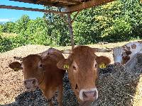Dve kravi pašni breji