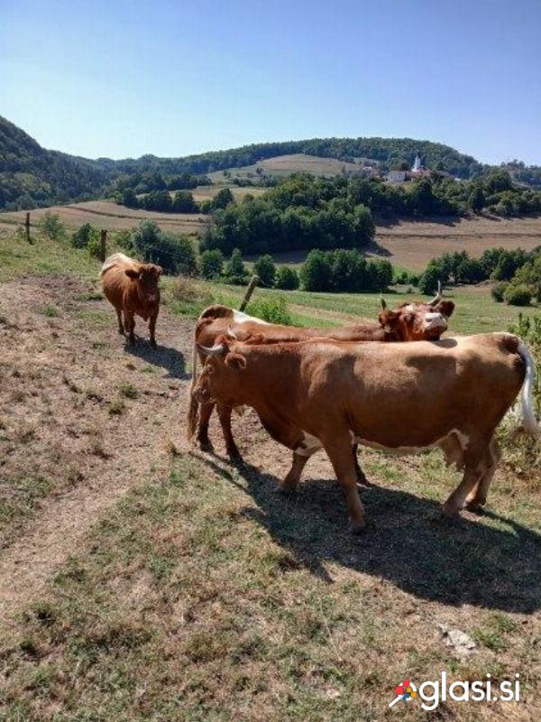 Prodam breje pašne krave