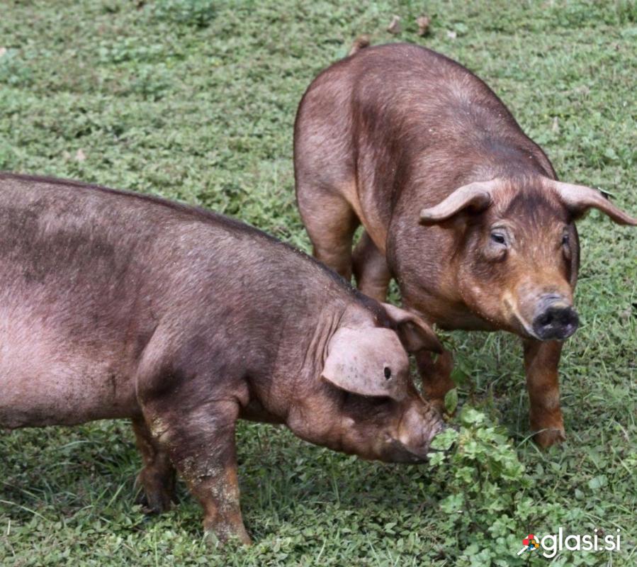 Prodam odrasel par Duroc – merjasec in prasica