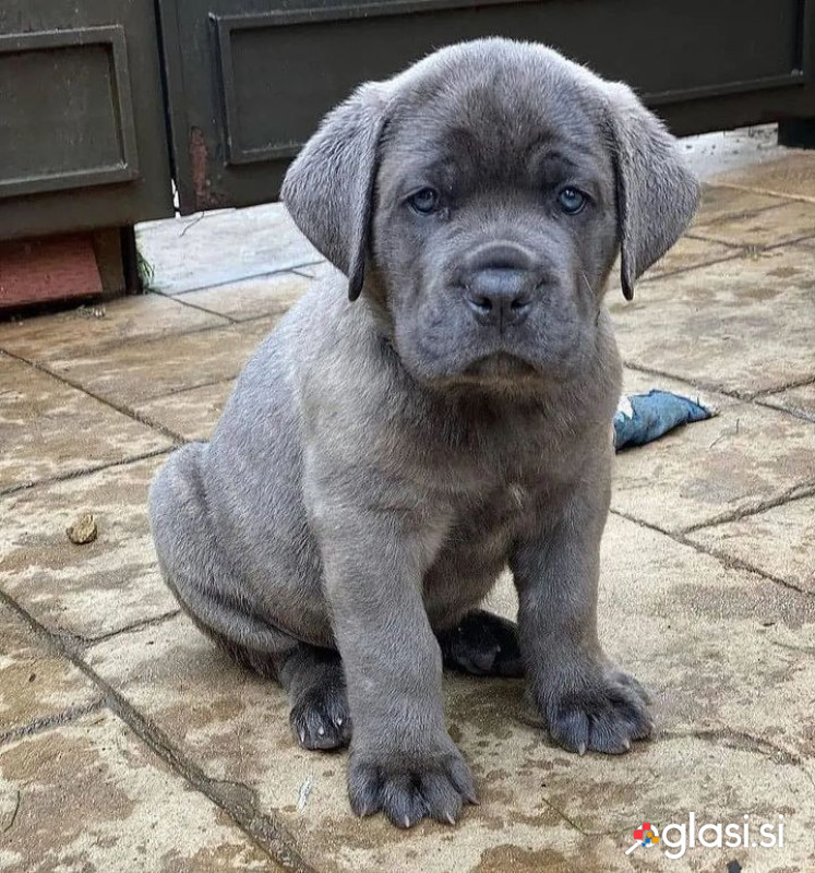 Mladički cane corso