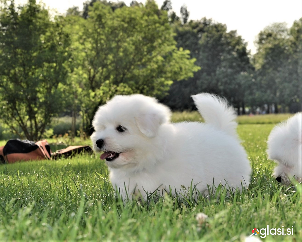 Coton de Tulear