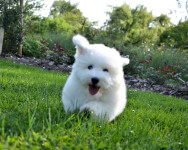 Coton de Tulear