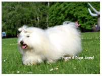 Coton de Tulear