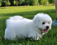 Coton de Tulear