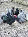 Valilna jajca pasemskih kokoši nesnic Australorp.