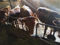 Prodam brejo telico ciko,breja 6 mesecev