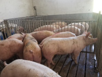 Prašiči mesne pasme od 110 do 140 kg