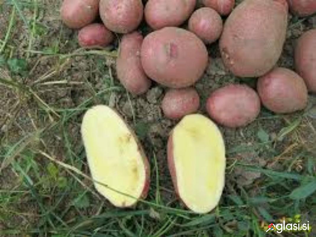 Krompir Rudolph za ozimnico