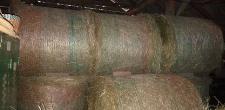 Suho seno okrogle bale BIO 70 eur/kos L2026 rogaška slatina