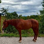 Naprodaj appaloosa kastrat