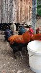 Petelini Marans