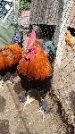 Petelini Marans