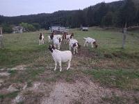 Burski kozlički