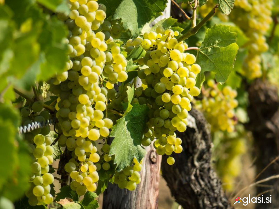 Prodam grozdje CHARDONNAY,MALVASIJA,CABERNET-SHAVINION
